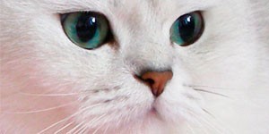 Проект CatsBRI