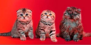 Сайт Есть-Котята.РФ